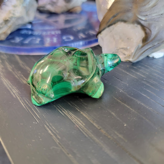 Malachite Turtle