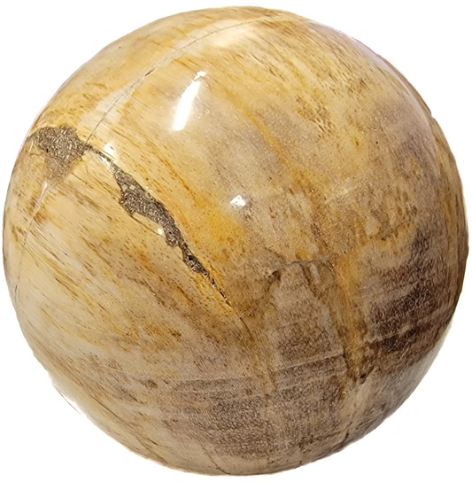 Petrified Wood Sphere