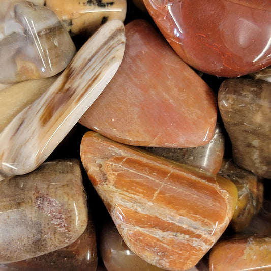 Petrified Wood polished